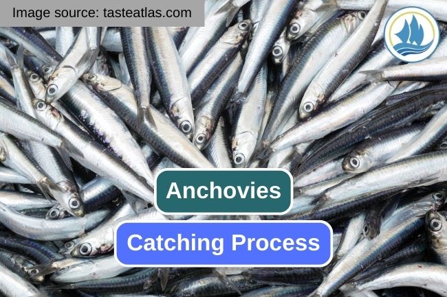 Exploring the Anchovies Catching Process
